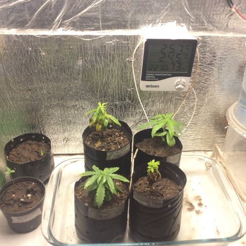 Purple Kush growlog photo: Fiz uma Leve Rega, magnésio ph~6,15, 