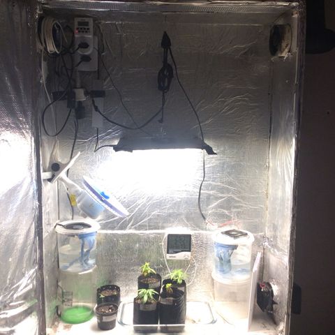 Purple Kush growlog photo: Fiz uma Leve Rega, magnésio ph~6,15, 