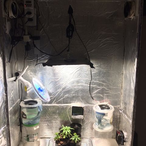 Purple Kush growlog photo: Troquei o substrato, Carolina 75h há espera dos outros componentes pra preparar e enriquecer o solo.
Hoje rega.