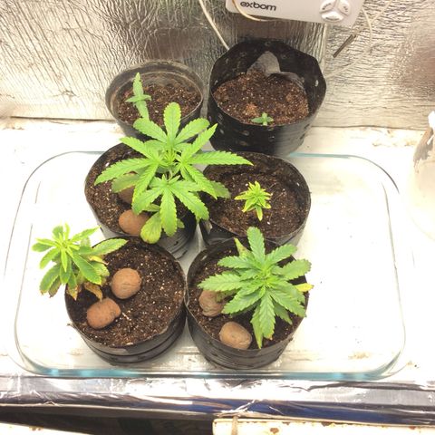 Purple Kush growlog photo: Troquei o substrato, Carolina 75h há espera dos outros componentes pra preparar e enriquecer o solo.
Hoje rega.