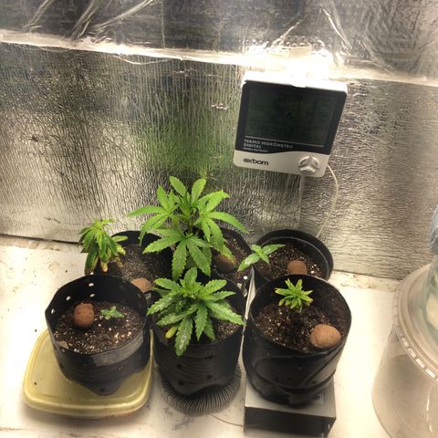 Purple Kush growlog photo: Adicionei, pó de rocha, bokashi, gesso agricula, qnt 3 gramas as menores dividir 1,5 cada, todas elas.