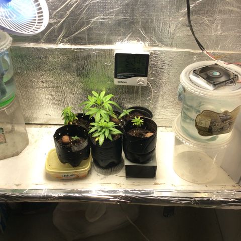 Purple Kush growlog photo: Adicionei, pó de rocha, bokashi, gesso agricula, qnt 3 gramas as menores dividir 1,5 cada, todas elas.