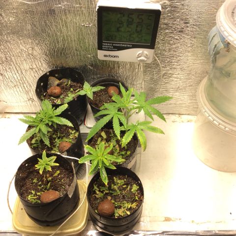 Purple Kush growlog photo: Hoje uma desfoliação em todas e 1 poda 1 já feita em plantas diferentes, plantar pra n comprar