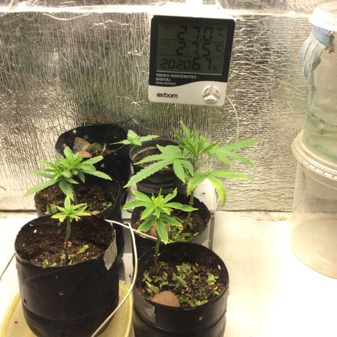 Purple Kush growlog photo: Hoje uma desfoliação em todas e 1 poda 1 já feita em plantas diferentes, plantar pra n comprar