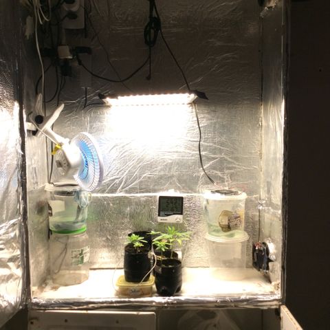 Purple Kush growlog photo: Hoje uma desfoliação em todas e 1 poda 1 já feita em plantas diferentes, plantar pra n comprar
