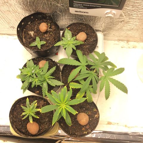 Purple Kush growlog photo: Hoje adicionei, Substrato, composto orgânico, farinha de osso, húmus, torta de momona, fechei a composição hoje do solo mas ainda vou fazer o substrato, esse è completo mas ainda vou fazer a composição descansar 15 dias.
