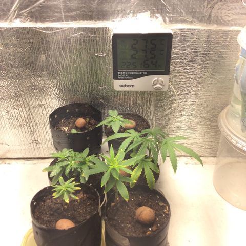 Purple Kush growlog photo: Hoje adicionei, Substrato, composto orgânico, farinha de osso, húmus, torta de momona, fechei a composição hoje do solo mas ainda vou fazer o substrato, esse è completo mas ainda vou fazer a composição descansar 15 dias.