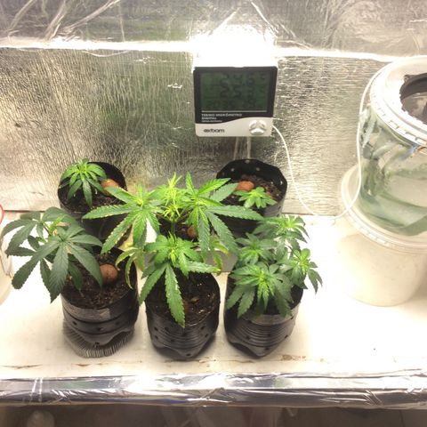 Purple Kush growlog photo: Rega 
