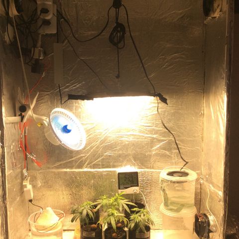 Purple Kush growlog photo: Rega 