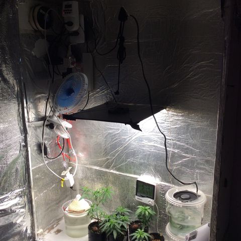 Purple Kush growlog photo: Rega tão crescendo 👨🏻‍🌾🍄