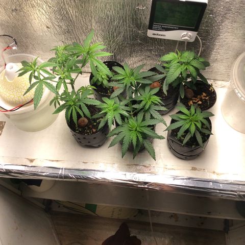 Purple Kush growlog photo: Rega tão crescendo 👨🏻‍🌾🍄