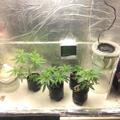 Purple Kush growlog photo: Rega com fértil 15-05-05