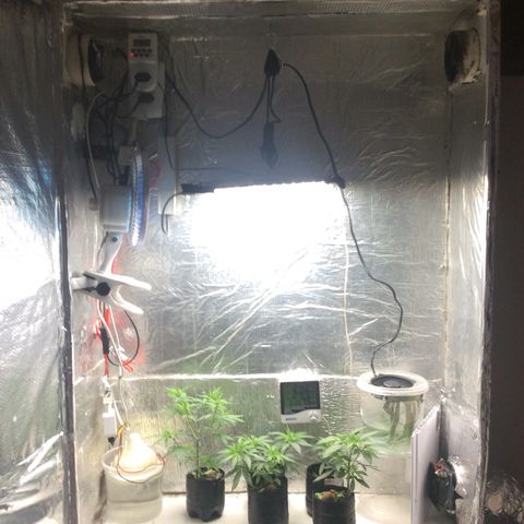 Purple Kush growlog photo: Rega com fértil 15-05-05