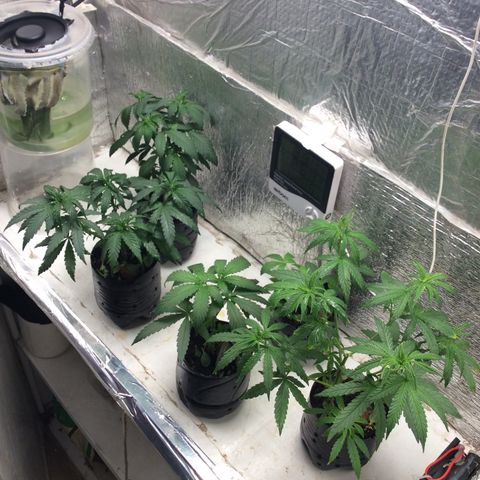Purple Kush growlog photo: Hoje foi rega ph 6,3. 
Eu adicionei umas oito e 66 g 1 l e deu mais um pouquinho e 300 ml Bocage gramas farinha de osso 70 g torta de mamona 225 g pode roxa atrás e 60 g gesso agrícola 70 g e composto 1 l e 200 isso foi que eu adicionei na foto adicionar outros componentes isso foi o que eu fiz hoje