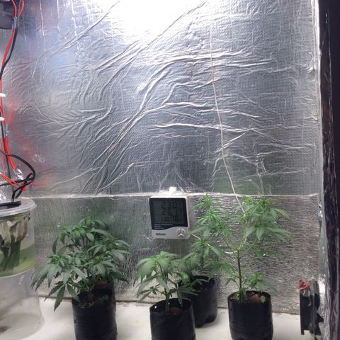 Purple Kush growlog photo: Hoje foi rega ph 6,3. 
Eu adicionei umas oito e 66 g 1 l e deu mais um pouquinho e 300 ml Bocage gramas farinha de osso 70 g torta de mamona 225 g pode roxa atrás e 60 g gesso agrícola 70 g e composto 1 l e 200 isso foi que eu adicionei na foto adicionar outros componentes isso foi o que eu fiz hoje