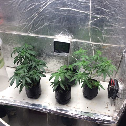 Purple Kush growlog photo: Hoje foi rega ph 6,3. 
Eu adicionei umas oito e 66 g 1 l e deu mais um pouquinho e 300 ml Bocage gramas farinha de osso 70 g torta de mamona 225 g pode roxa atrás e 60 g gesso agrícola 70 g e composto 1 l e 200 isso foi que eu adicionei na foto adicionar outros componentes isso foi o que eu fiz hoje