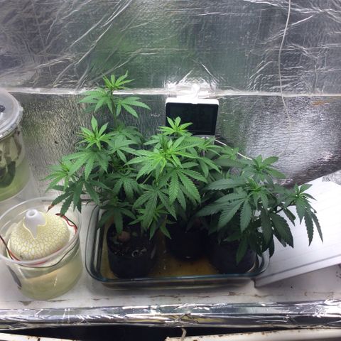 Purple Kush growlog timeline photo
