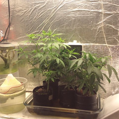 Purple Kush growlog timeline photo