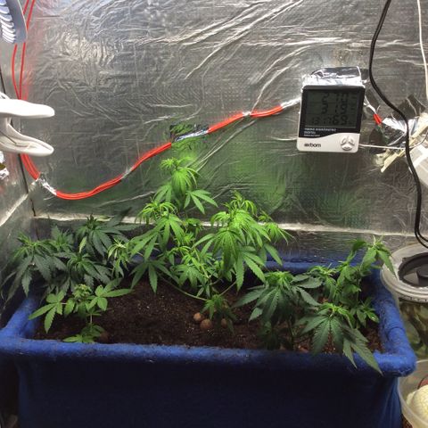 Purple Kush growlog photo: Mudei de vaso joguei na cama e  reguei 