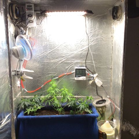 Purple Kush growlog photo: Mudei de vaso joguei na cama e  reguei 