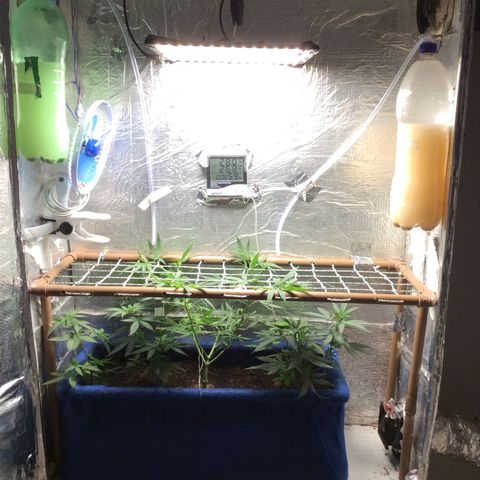 Purple Kush growlog photo: Tela scrog hoje fiz