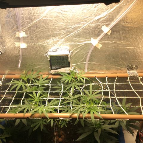 Purple Kush growlog photo: CO2 atualizado 250G açúcar 2x fermentado