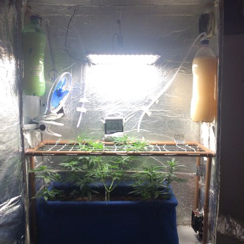 Purple Kush growlog photo: CO2 atualizado 250G açúcar 2x fermentado