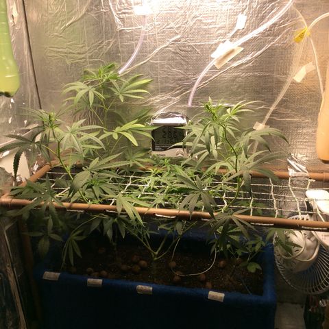 Purple Kush growlog photo: Rega