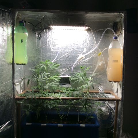 Purple Kush growlog photo: Rega