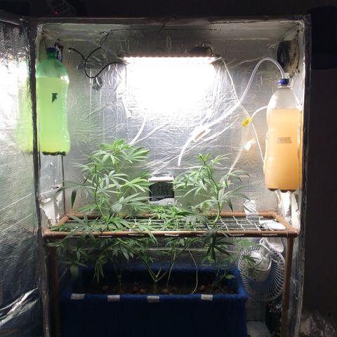 Purple Kush growlog photo: Rega
