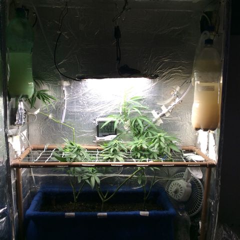 Purple Kush growlog photo: Hoje fiz rega com fertilizante big bud e bud candy 6,5 ph