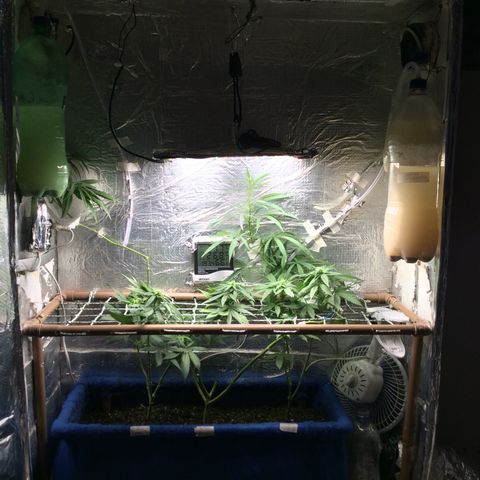 Purple Kush growlog photo: Hoje fiz rega com fertilizante big bud e bud candy 6,5 ph