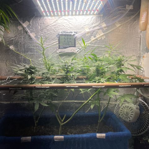 Purple Kush growlog timeline photo