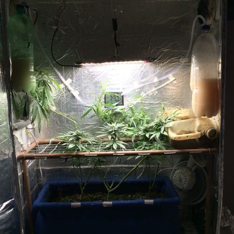 Purple Kush growlog photo: Floração 