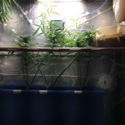 Purple Kush growlog photo: Floração 