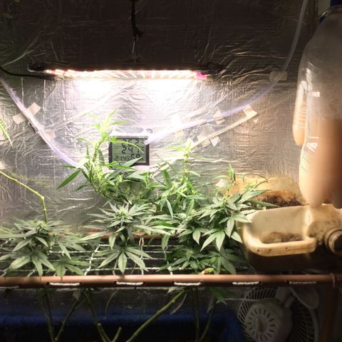 Purple Kush growlog photo: Floração 