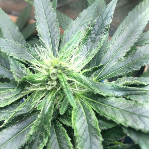 Purple Kush growlog photo: Floração 