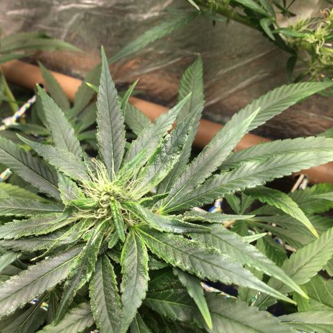 Purple Kush growlog photo: Floração 