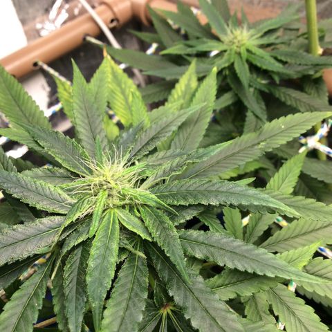Purple Kush growlog timeline photo