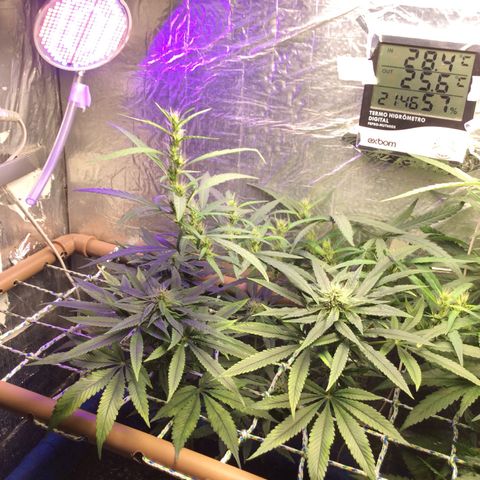 Purple Kush growlog photo: Rega amanhã nutrição pq esqueci q a rega era melhor amanhã 