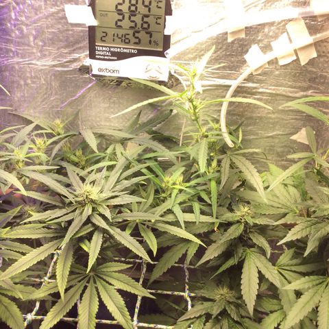 Purple Kush growlog photo: Rega amanhã nutrição pq esqueci q a rega era melhor amanhã 