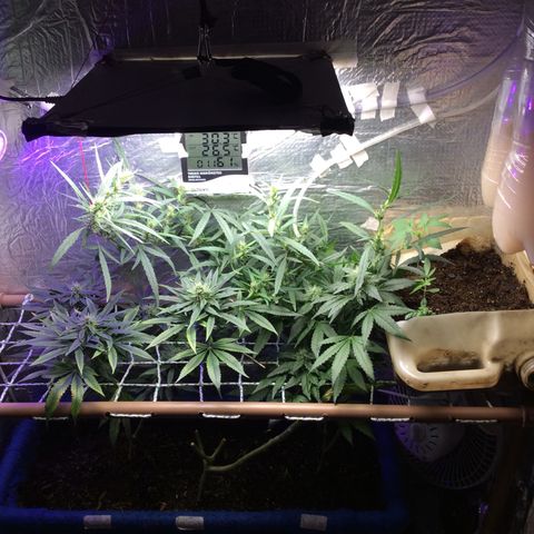Purple Kush growlog photo: Rega, adição de co2 