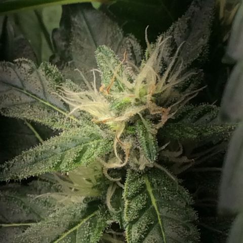 Purple Kush growlog photo: Rega, adição de co2 