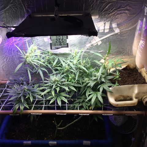Purple Kush growlog photo: Rega, adição de co2 