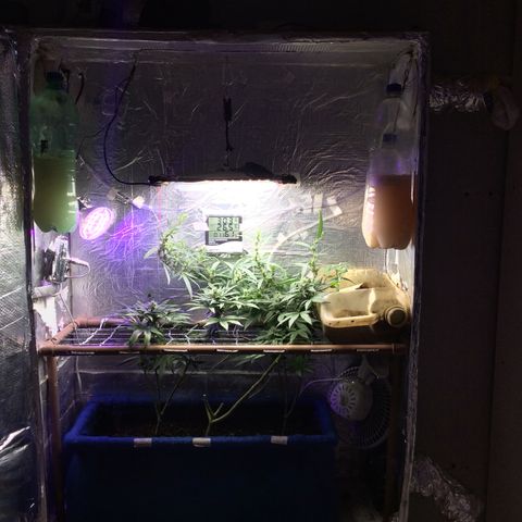 Purple Kush growlog photo: Rega, adição de co2 
