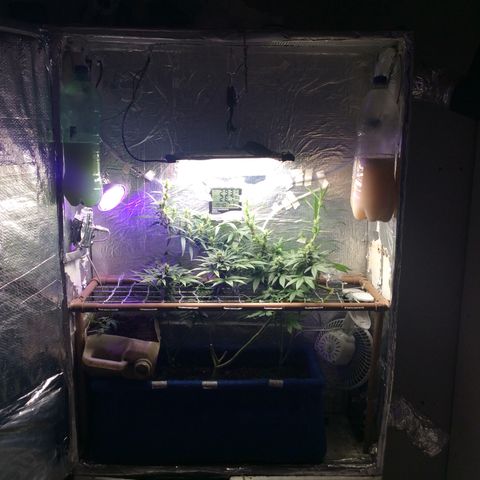 Purple Kush growlog timeline photo