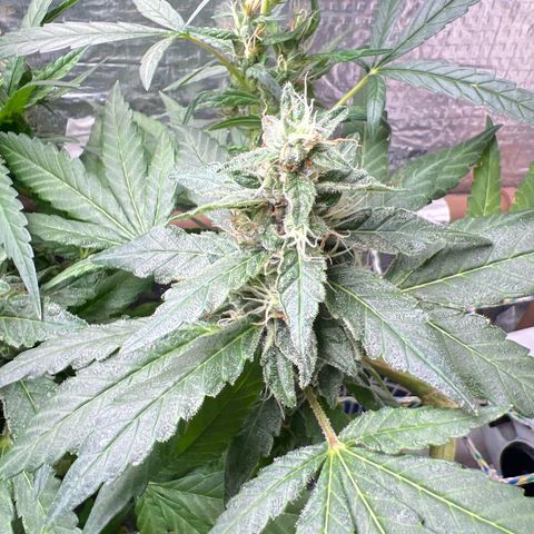Purple Kush growlog timeline photo