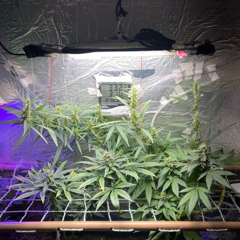 Purple Kush growlog timeline photo