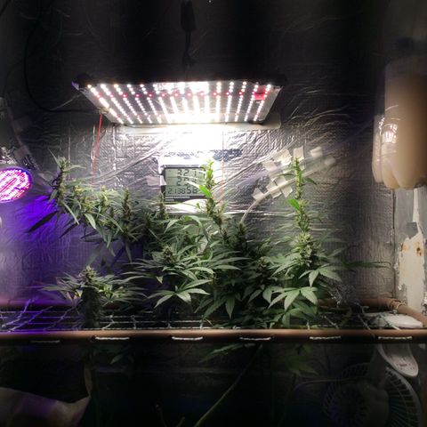 Purple Kush growlog photo: Rega sensí Bloom bud candy big bud 