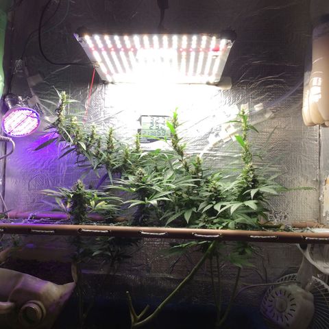 Purple Kush growlog photo: Rega sensí Bloom bud candy big bud 